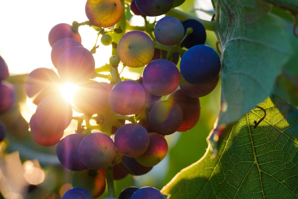 vino